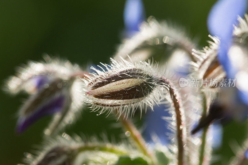 琉璃苣(Borago officinalis)